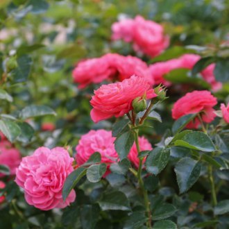 Цъфтящи рози при озеленяване