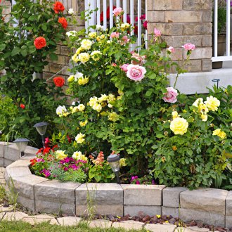 Цветно легло от рози в озеленяване