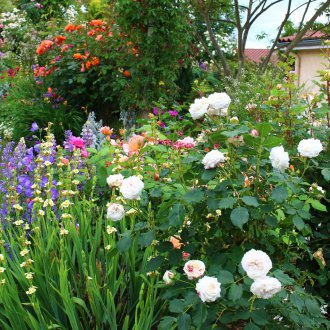 Рози в страната