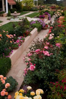 Рози в градинското озеленяване