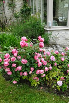 Рози у дома