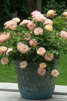 Рози в саксии за цветя