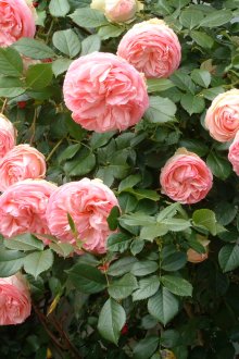 Китайска роза в ландшафтен дизайн