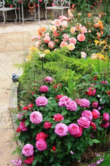 Цветно легло от рози в градината