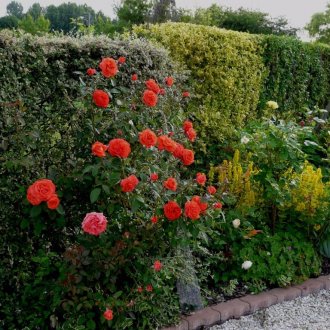 Червени рози в озеленяването