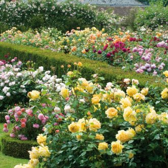 Кръгла цветна леха от рози