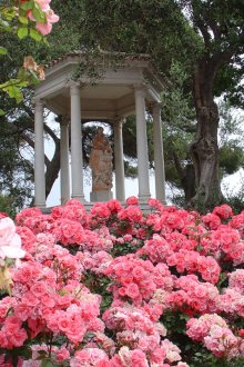 Розови храсти в градината