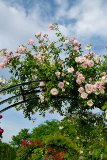 Пергола с рози
