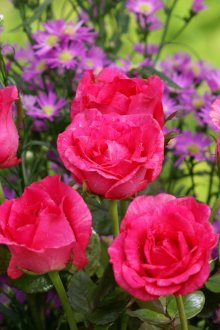 Розова роза в градински дизайн