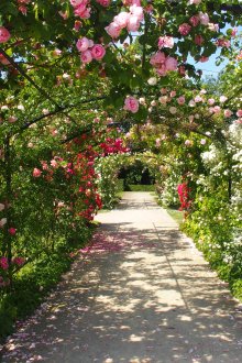 Рози в дизайна на градината