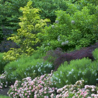 Градинска роза