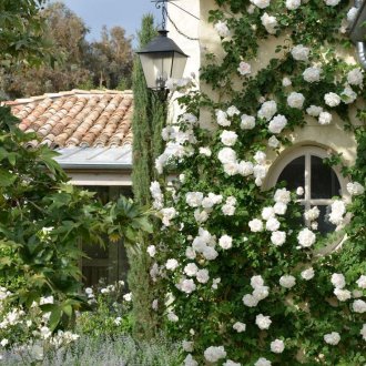 Рози в Средиземноморската градина