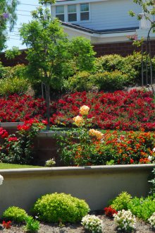 Роза в градината