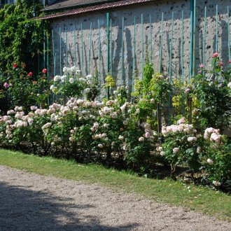 Роза покрай оградата