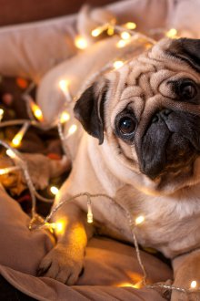 Символ на новата година