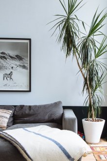 Голяма драцена