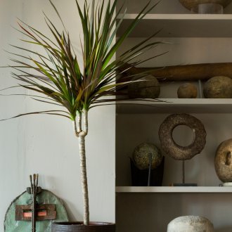 Драцена в интериорната декорация