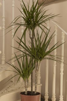 Драцена дърво