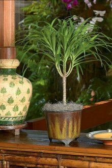 Драцена в етническия интериор