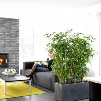 Драцена Годсеф