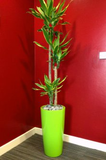 Златният бряг на Драцена