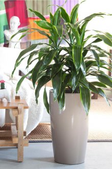 Драцена в интериора