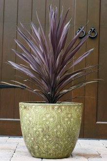 Червена драцена