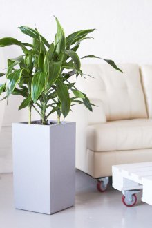 Драцена Маргината