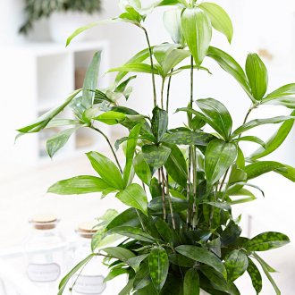 Забелязана Драцена