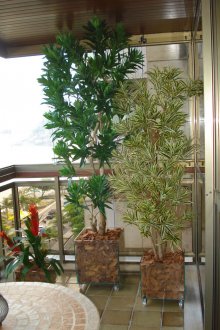 Отглеждане на Драцена