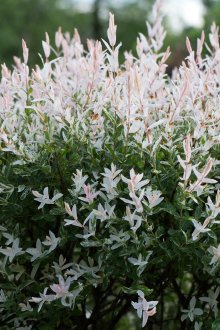 Бял декоративен храст