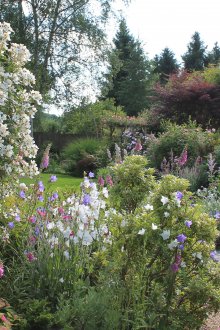 Цъфтящи декоративни храсти