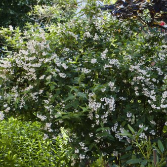 Декоративен храст с цветя