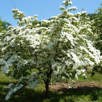 Цъфтящо дърво в градината