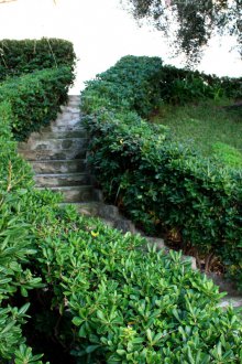 Жив плет от декоративни храсти