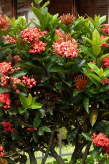 Декоративни храсти с червени цветя.