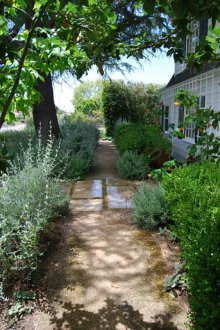 Декоративни широколистни храсти