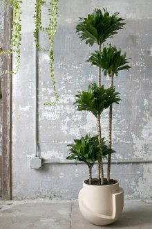 Декоративна палма