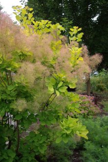 Декоративен буйни храсти