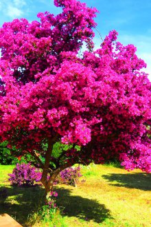 Декоративен храст с розови цветя