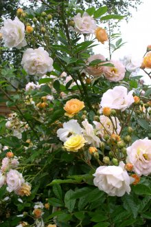 Декоративна спрей роза