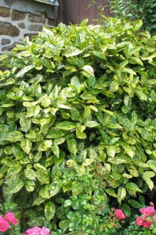 Декоративни храсти в градината