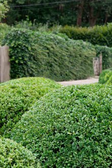 Декоративни храсти във формата на топка