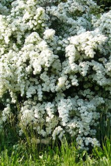 Декоративни храсти с съцветия