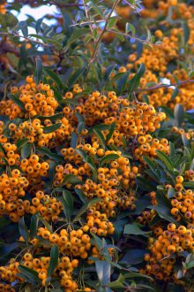 Декоративни храсти с плодове.