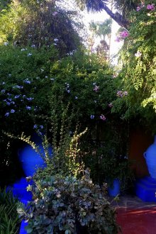 Декоративни храсти на оградата