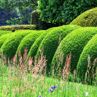 Зелени декоративни храсти