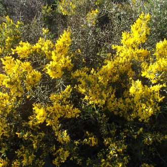 Жълти декоративни храсти