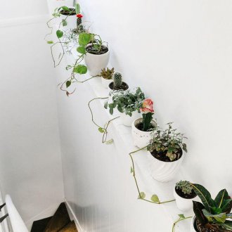 Стайни растения в декора на стълбите