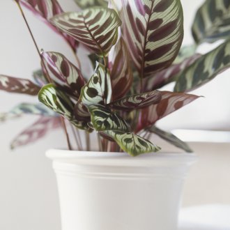 Maranta в интериора